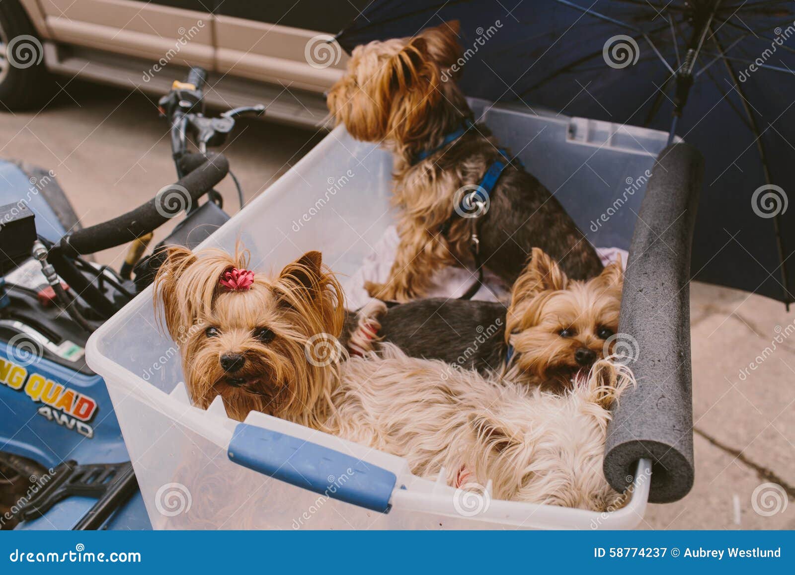 Dogs on 4wheeler stock image. Image of rocky, fall, california 58774237