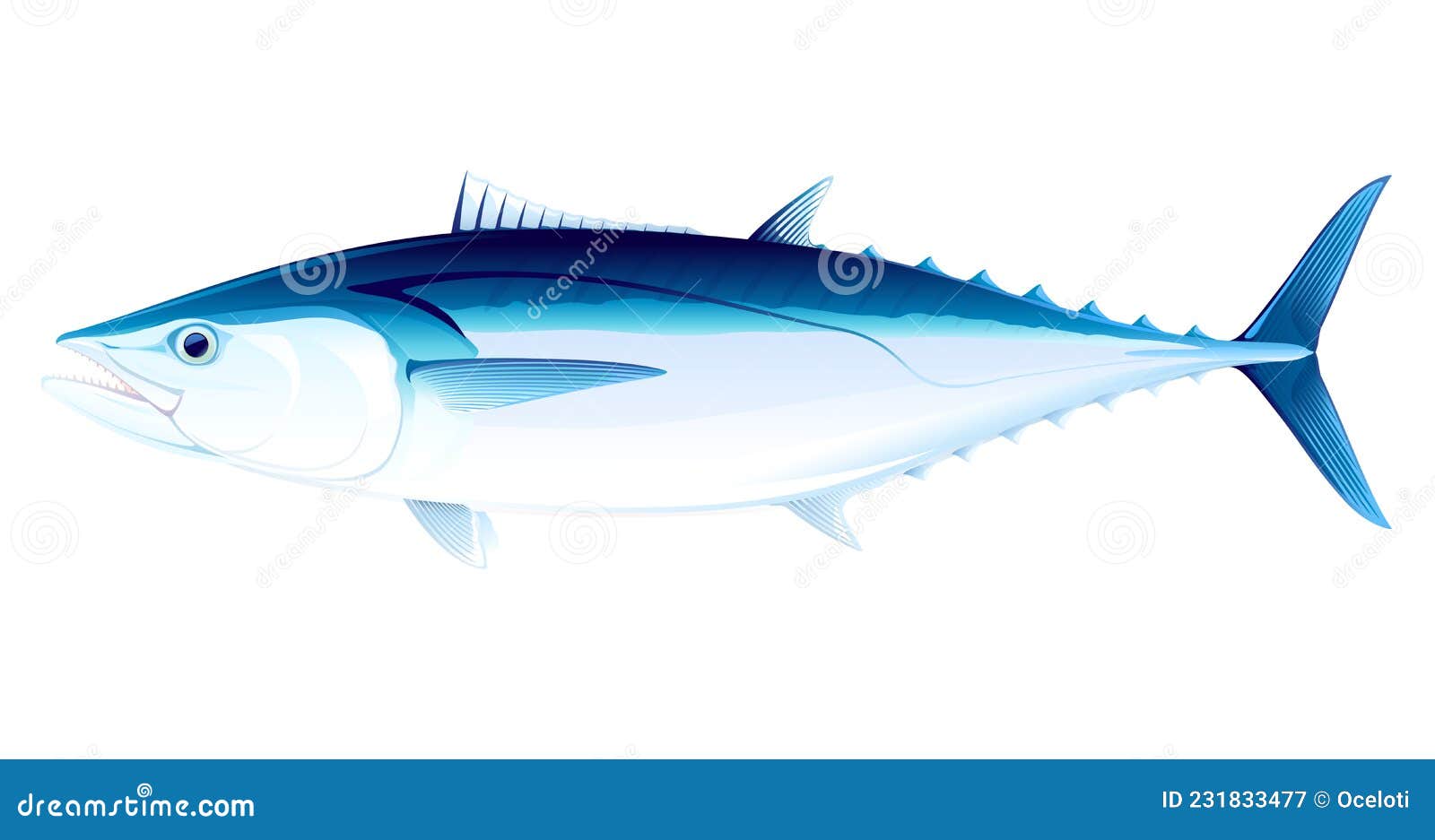 Dogtooth Tuna Fish in Side View Illustration Stock Vector ...