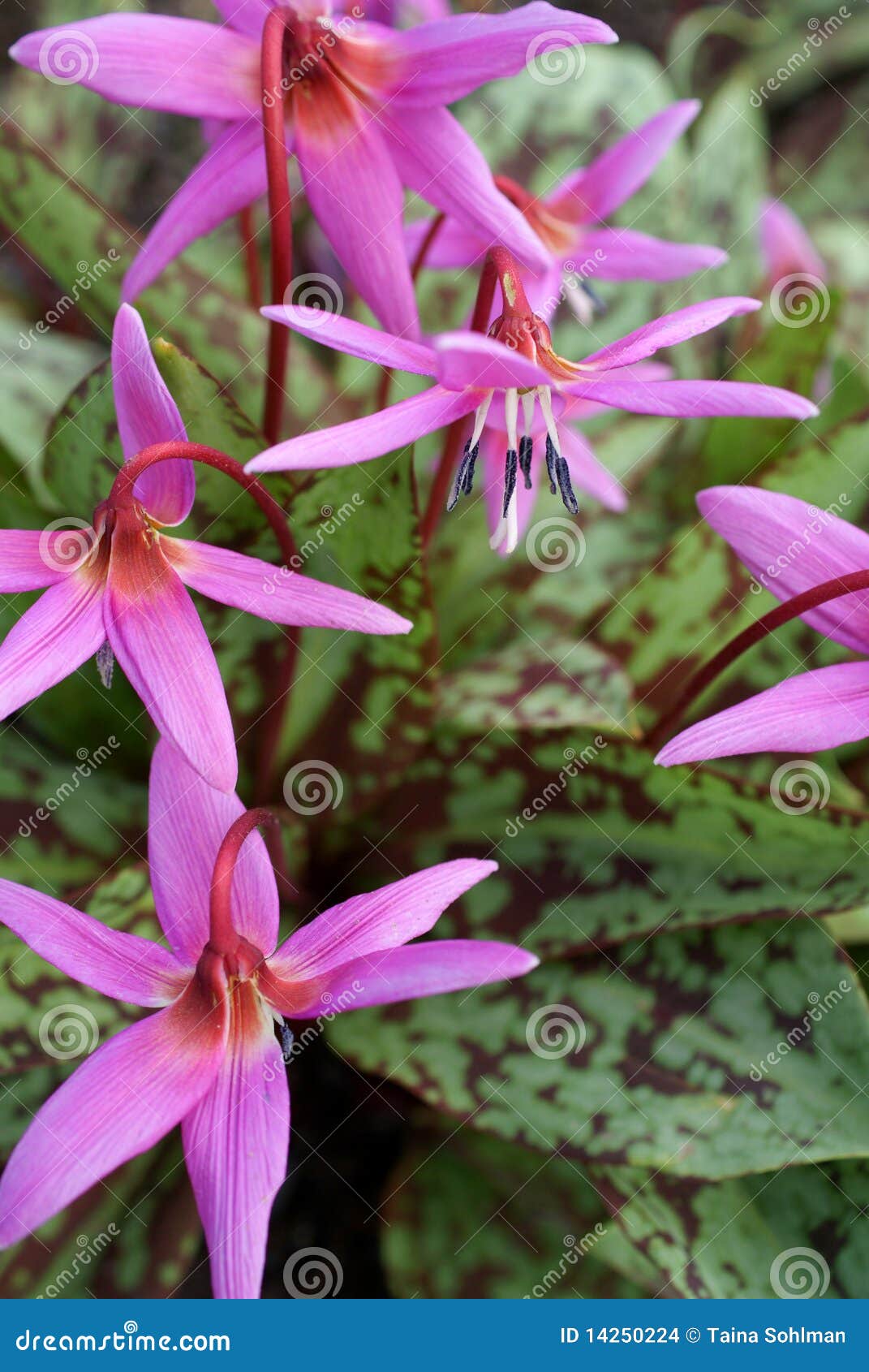 Dogtooth Violet Erythronium Denscanis Stock Photo Image of edible
