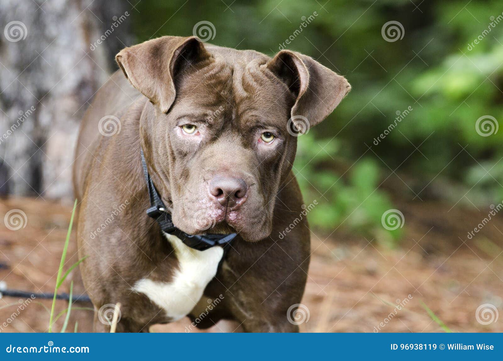 Dogue De Bulldog Mixed Breed Stock Image - Image of male, 96938119