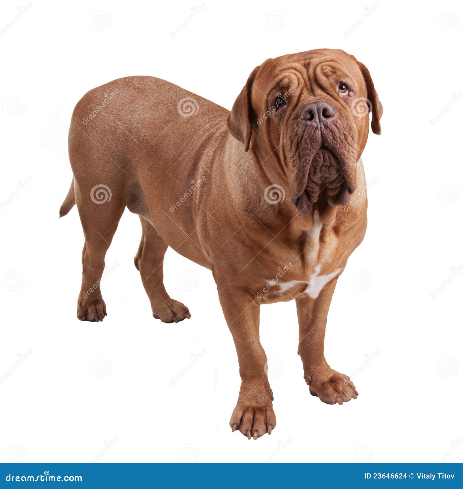 is french mastiff a good family dog