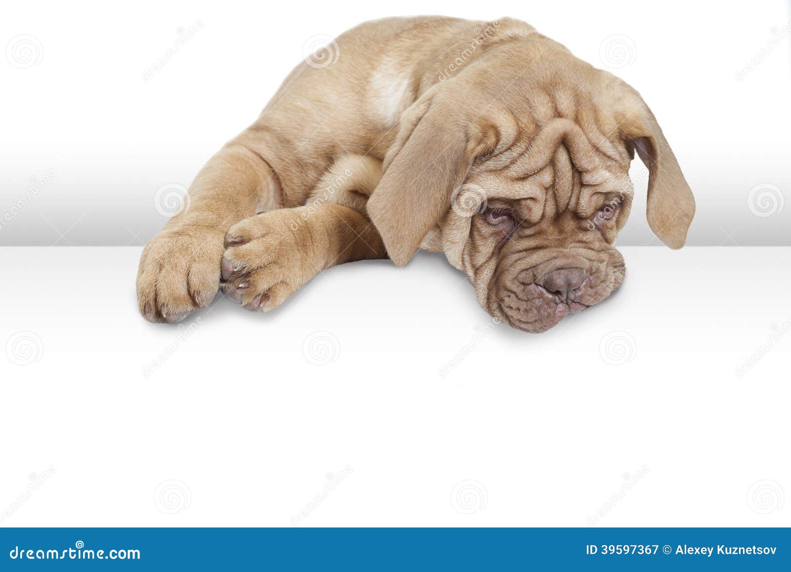 Dogue de Bordeaux, 9 mois image stock. Image du mensonge ...