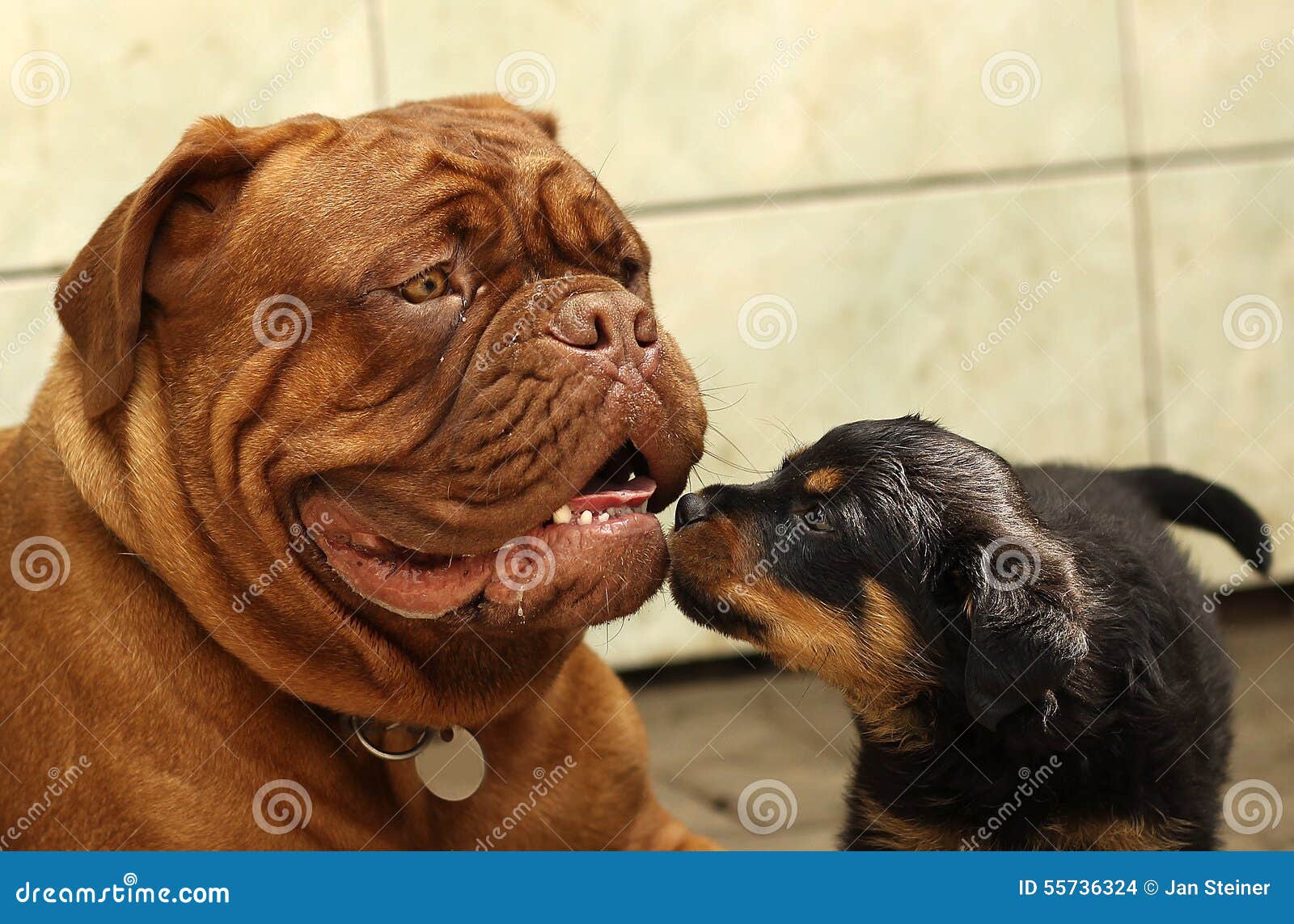 Rottweiler Puppies Play Stock Photo 