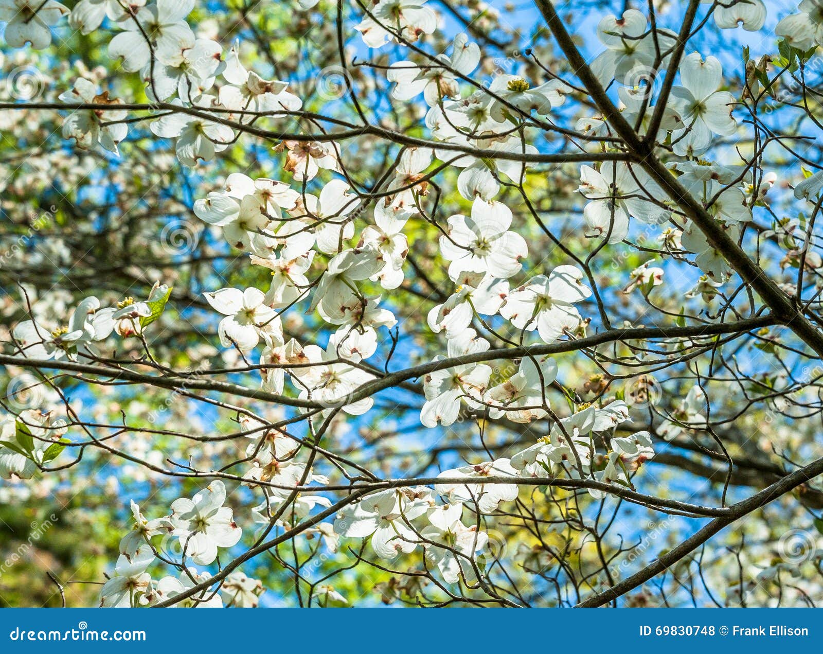 dogwood skies