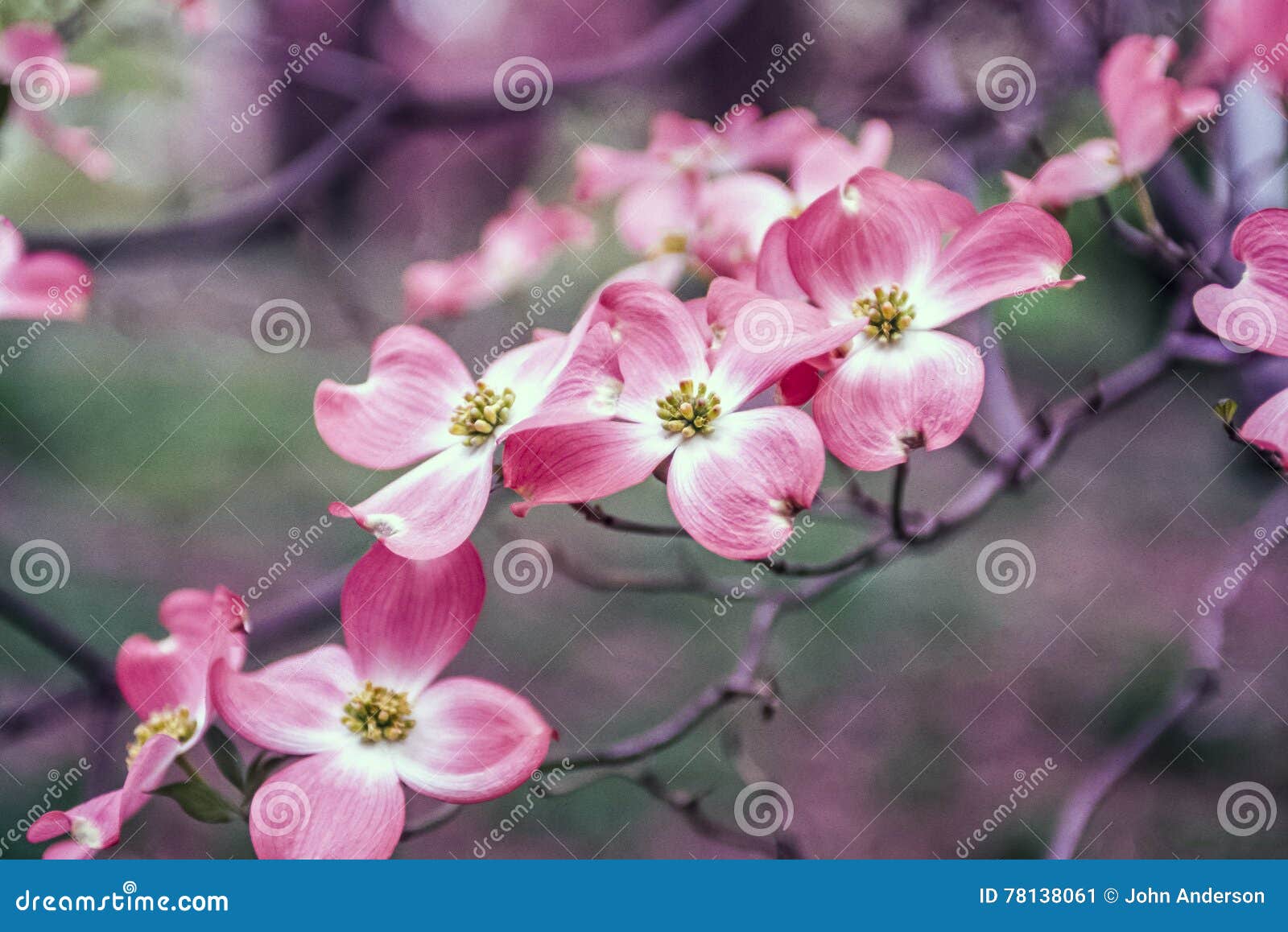 Dogwood Tree In Spring Stock Image Image Of Flower Spring 78138061