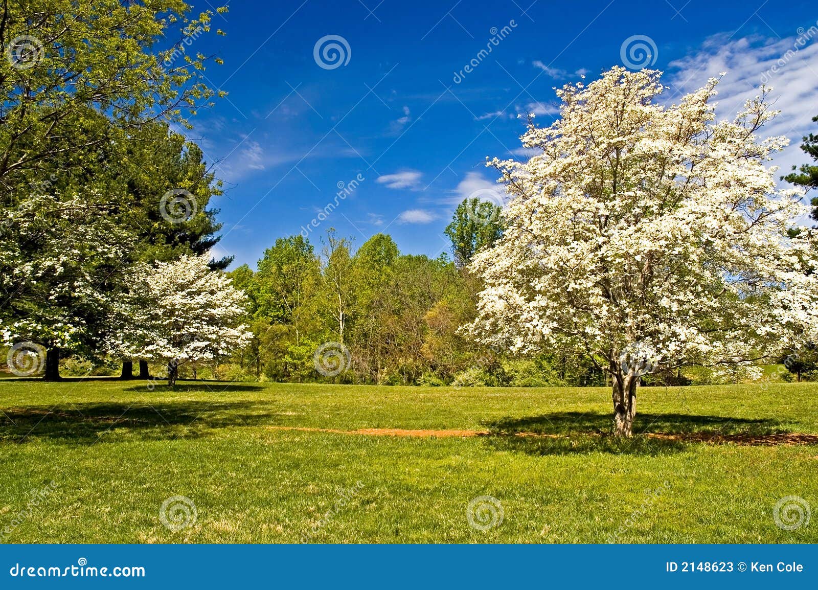 dogwood trees in bloom