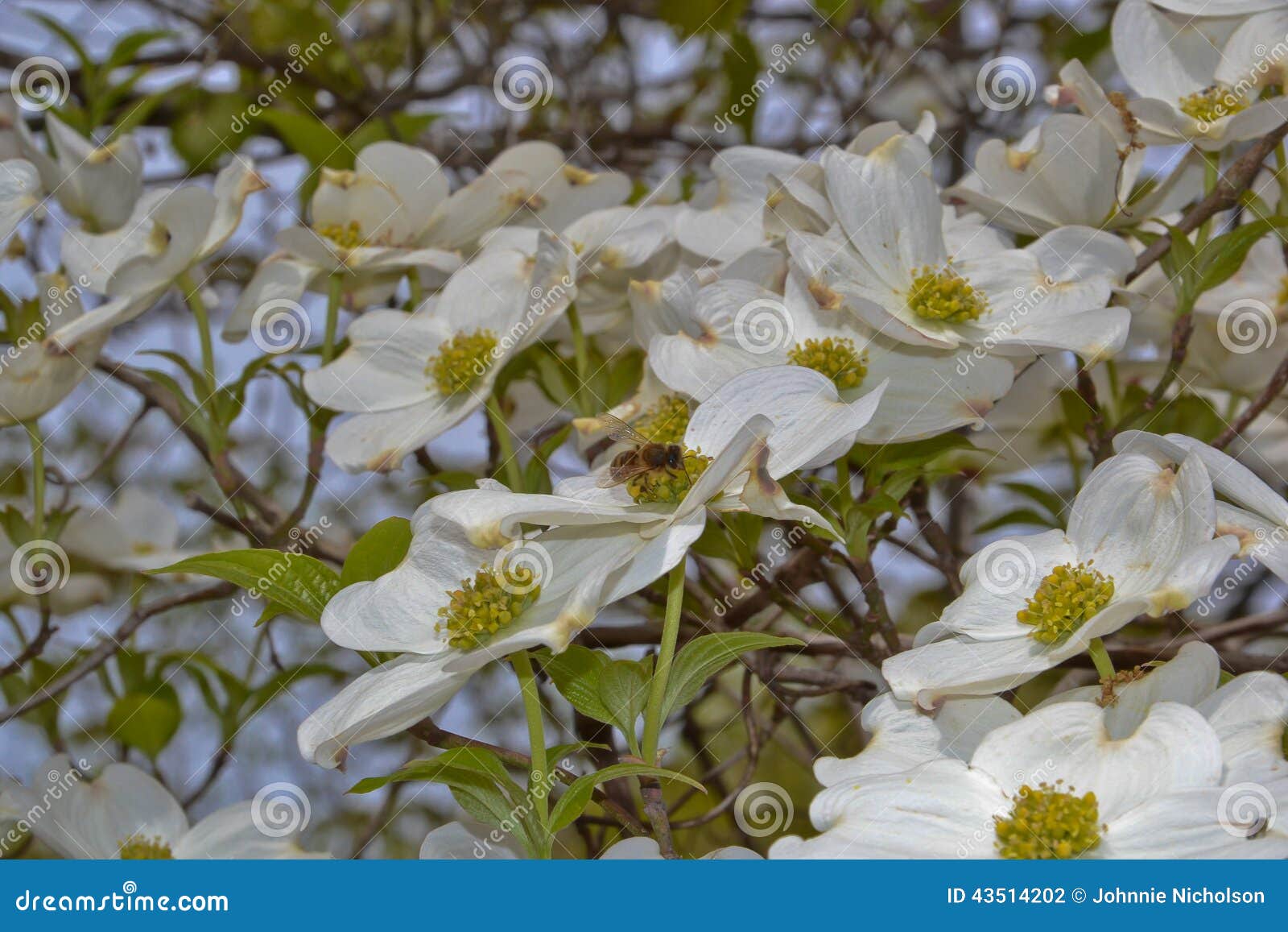 Dogwoods stock photo. Image of season, green, plant, bloom 43514202