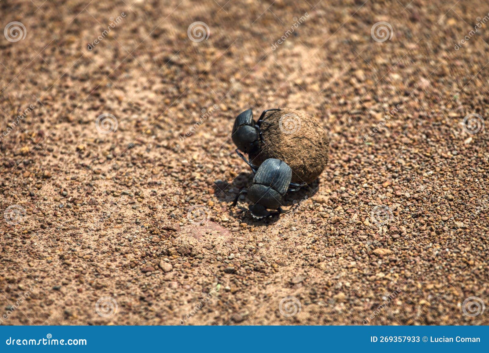 Besouro do esterco escalando uma bola de fezes no deserto e perde