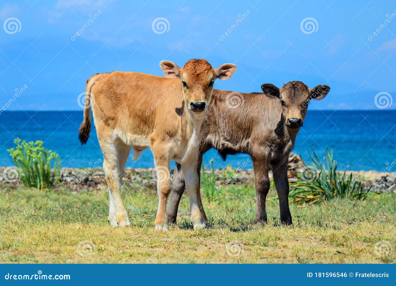 Duas mulheres e um homem atacados por vacas e touro em praia escocesa