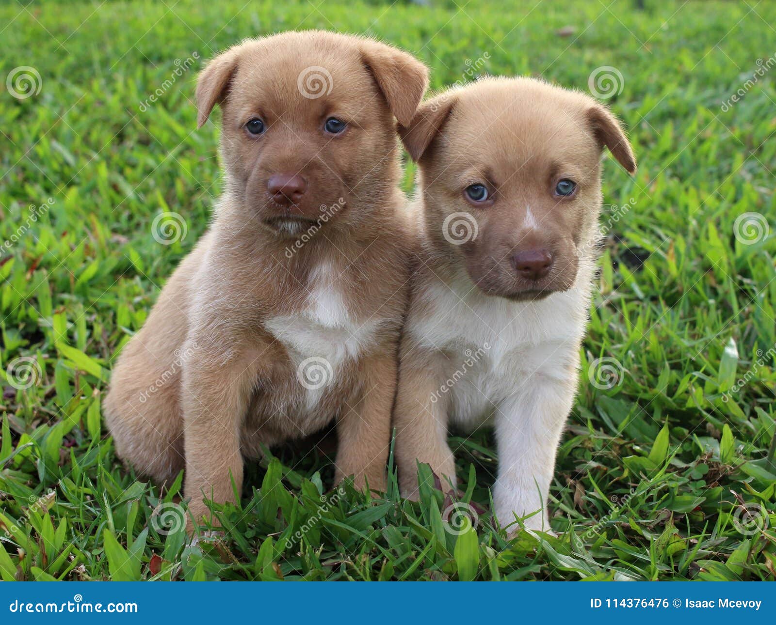 Dois Cachorrinhos Castanhos Fofos Sentados Juntos Foto de Stock - Imagem de  pés, cauda: 114376476, image size:1600x1290