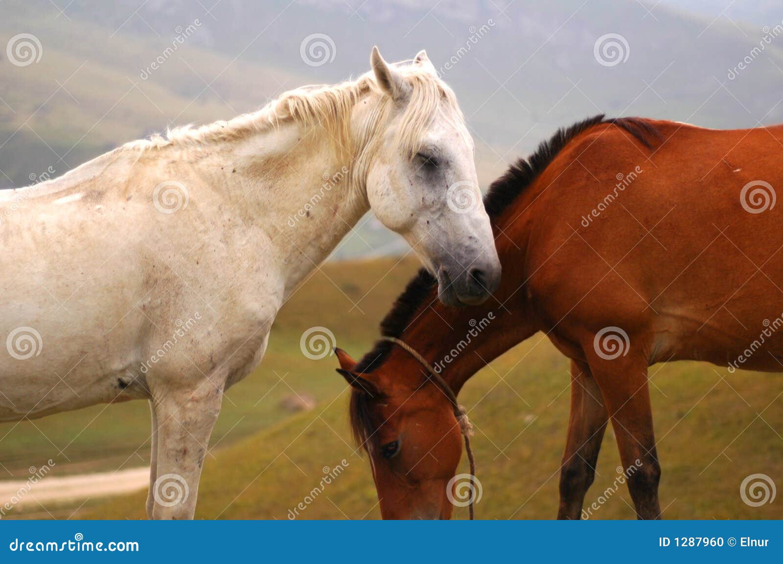 14027 - DIVERSOS - ANIMAIS - Dois Cavalos de frente - CAVALO - 41x29 cm.