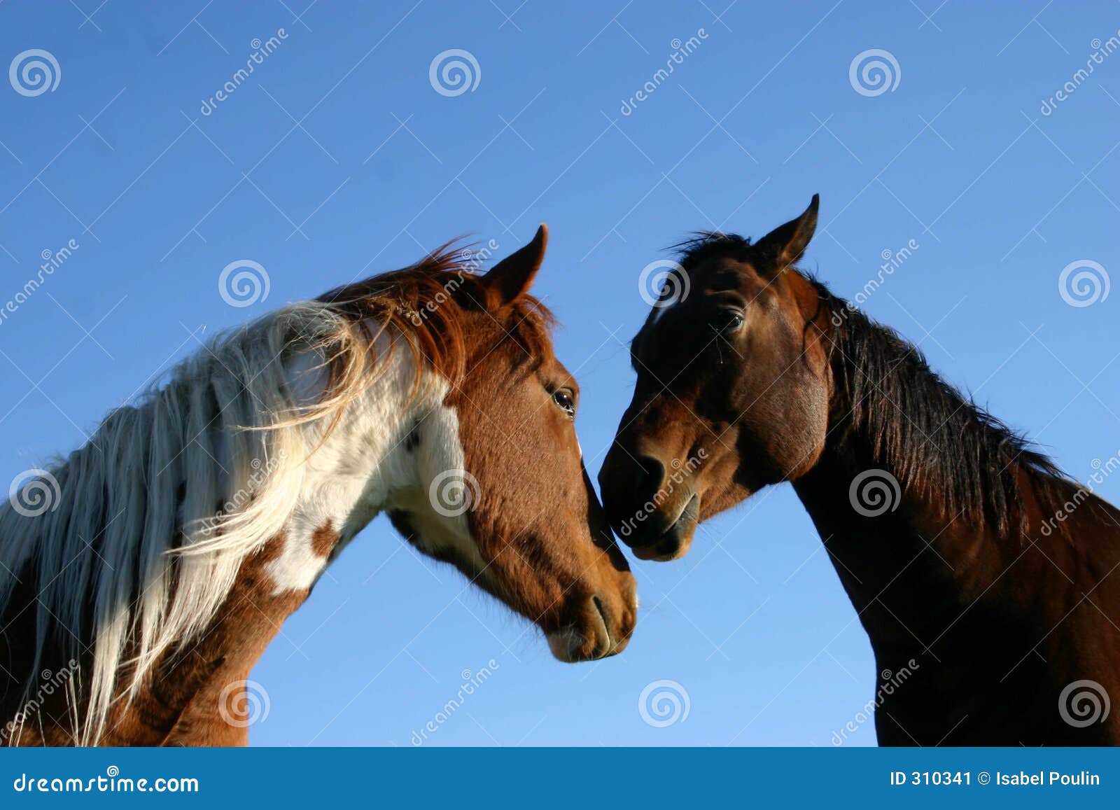 14027 - DIVERSOS - ANIMAIS - Dois Cavalos de frente - CAVALO - 41x29 cm.