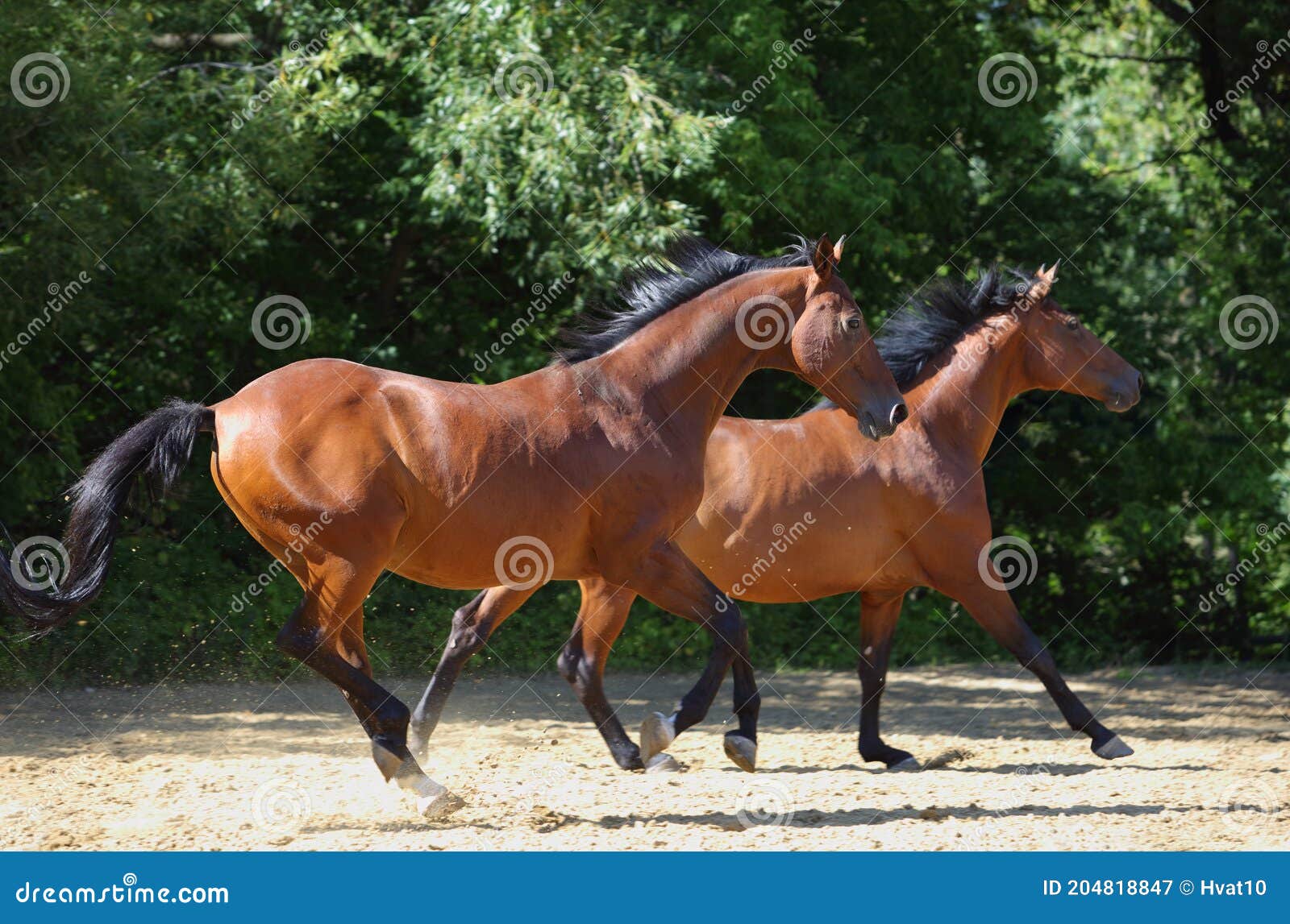cavalo correndo  Cavalos bonitos, Cavalo, Cavalos