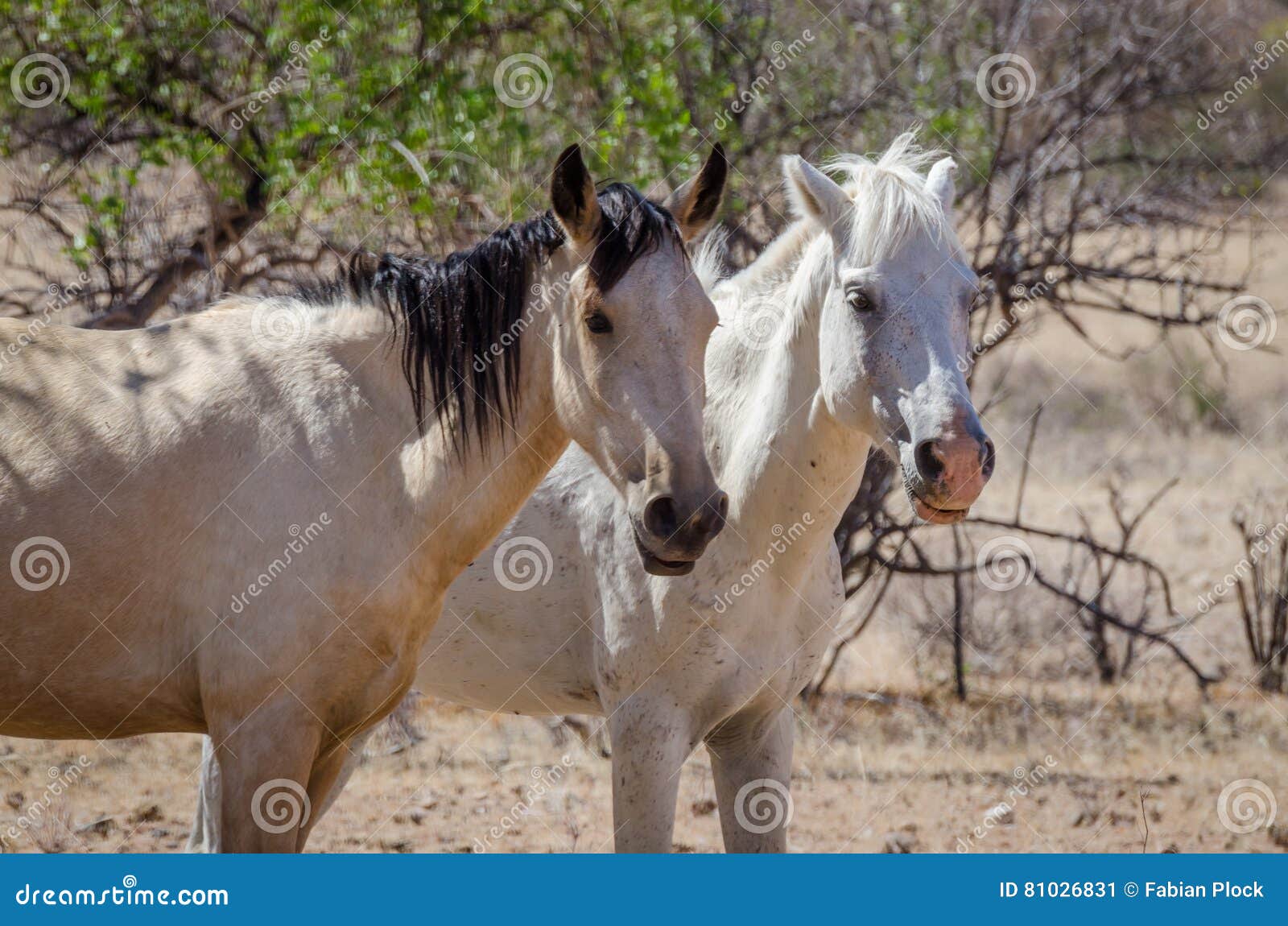 Dois Cavalos Selvagens Abraçando Pulando Área Mccullough Peaks