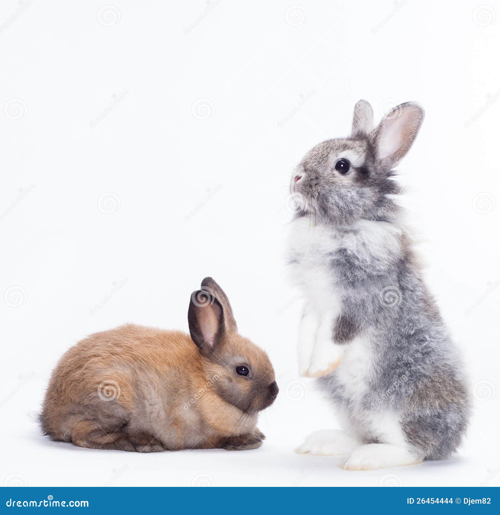 Coelho de dois coelhos isolado no fundo branco