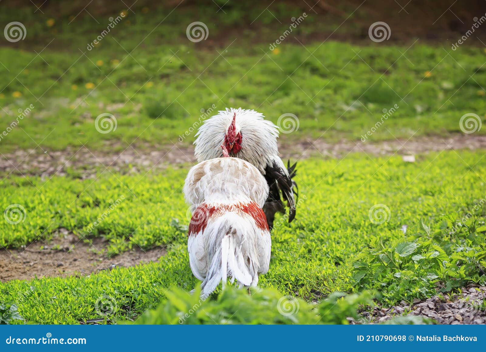 Dois Galos Lutam Preto E Branco Sobre A Grama Verde No Quintal Da Fazenda Batendo Seus Bicos 