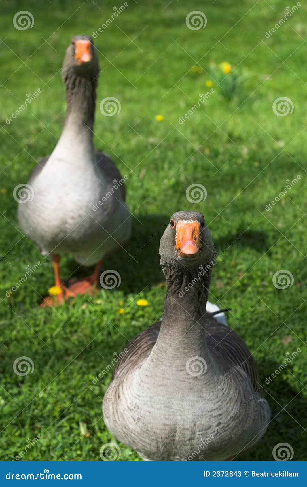 Imagem de dois gansos cinzentos em um prado