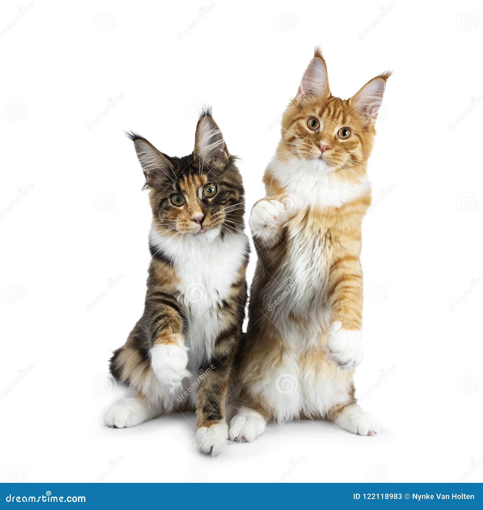 Dois Gatinhos De Jogo Do Gato De Maine Coon Que Sentam-se Acima, Um Nas  Patas Traseiros, Outra Com a Uma Pata No Ar E Colando a L Imagem de Stock -  Imagem