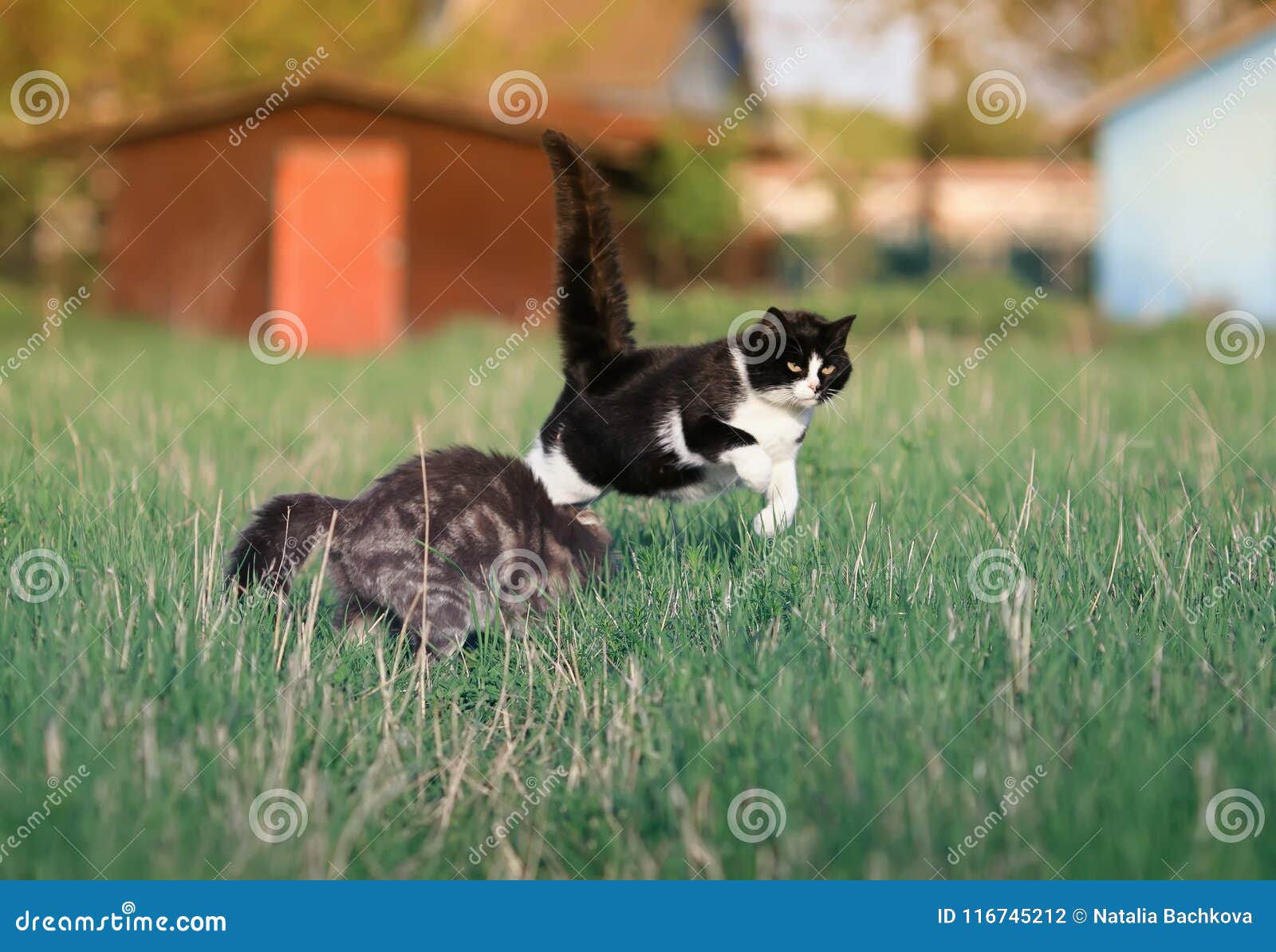 Animais de estimação engraçado e bonito que faz o divertimento