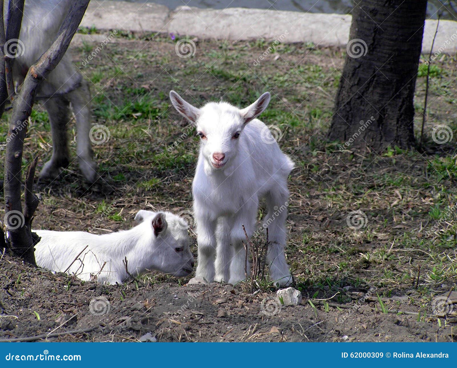 Dois goatlings muito agradáveis. Duas cabras pequenas do bebê que têm um resto