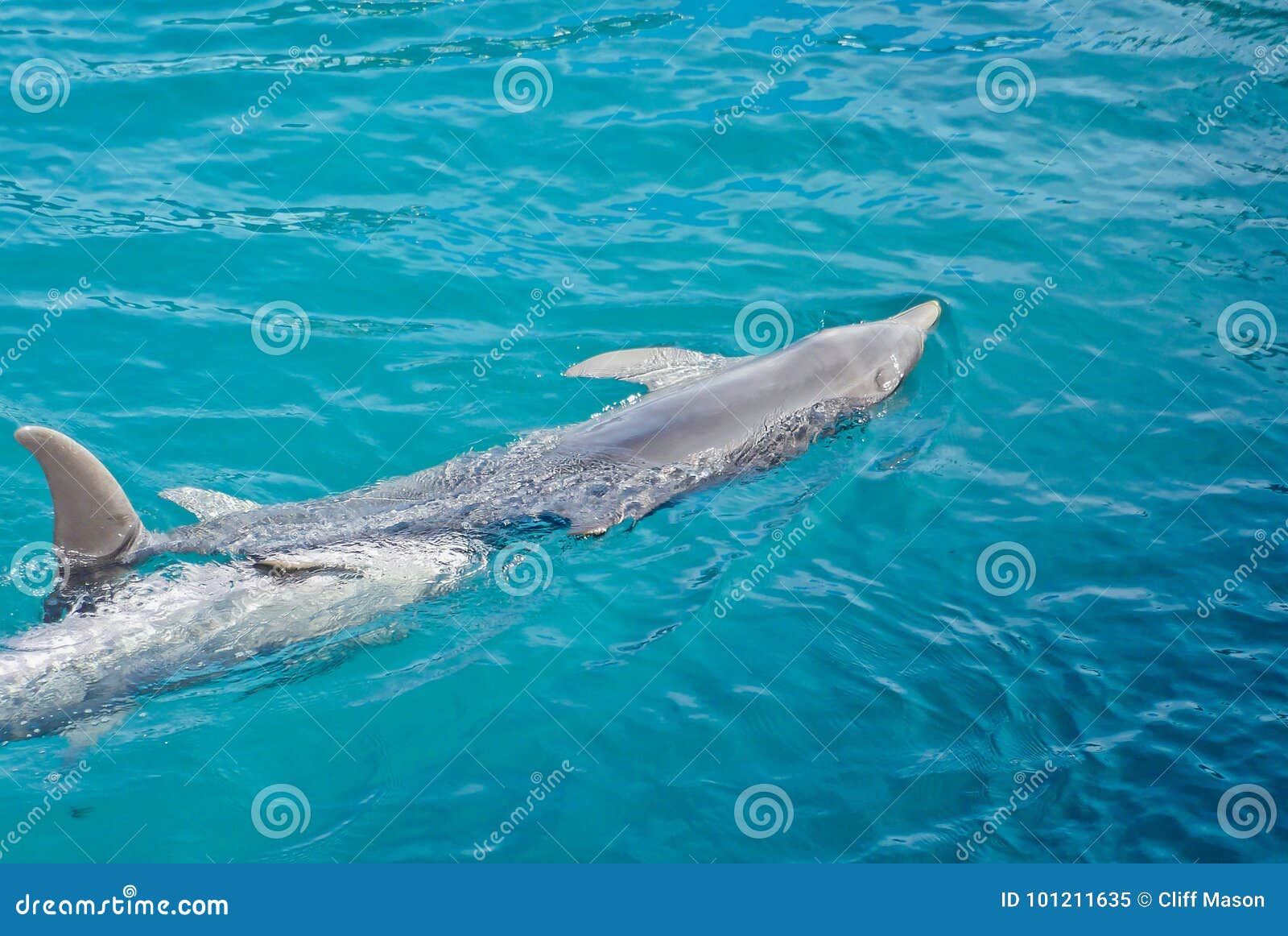 Dois golfinhos na água. Dois golfinhos que nadam na associação