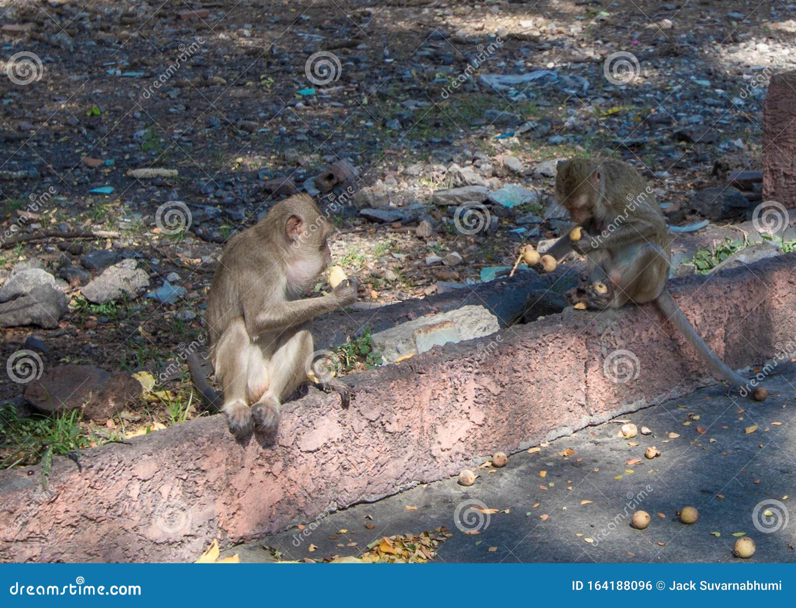 Macacos que comem, templo em tailândia.