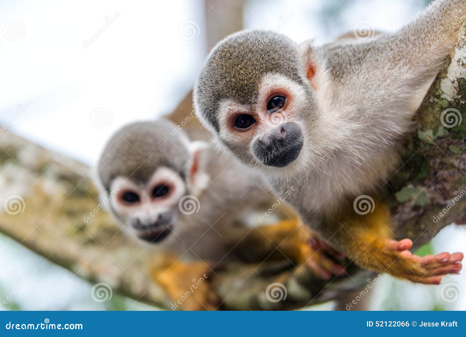 Macacos fofos se juntam para sair na foto em parque no Japão