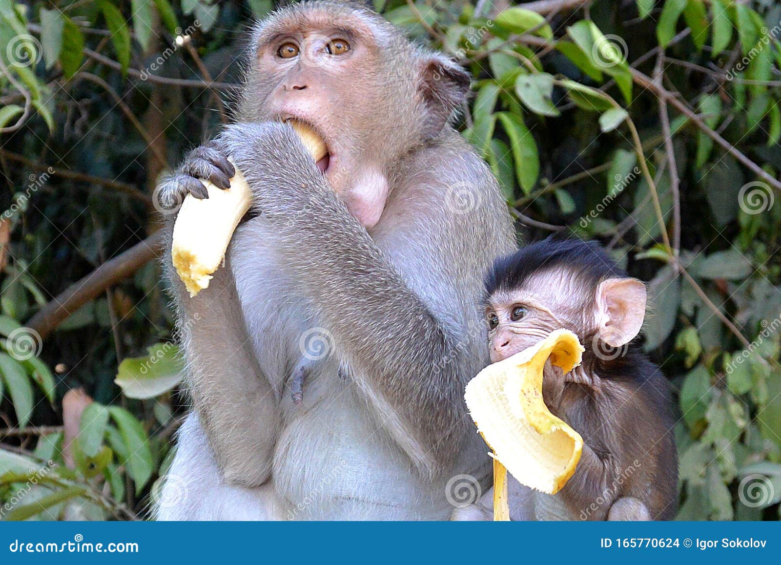 Colete mais bananas e divirta-se no Macacos Me Mordam