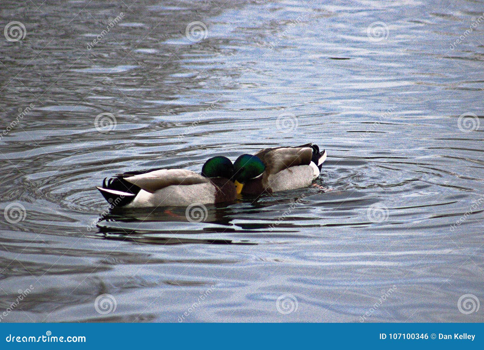 Há dois patos na frente de um pato, dois patos atrás de um pato