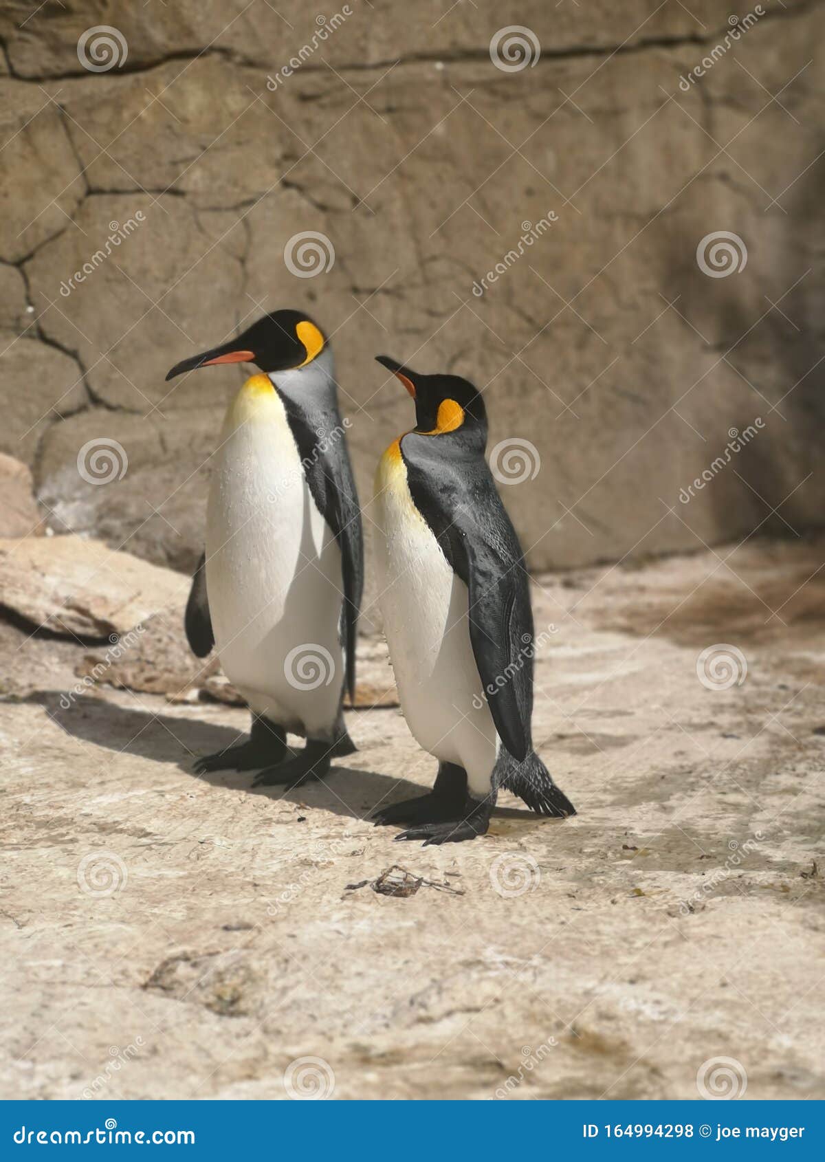 Multiplicando com os Pinguins em COQUINHOS