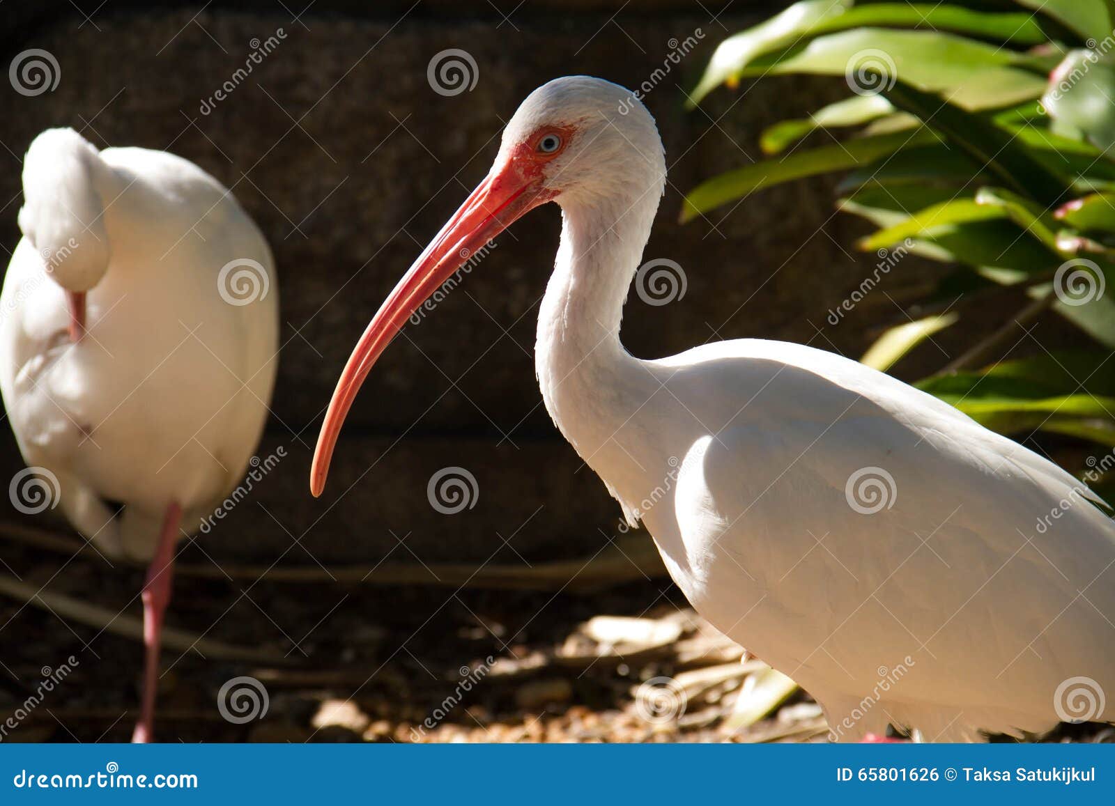 Dois pássaros dos íbis e uma planta. A posição e uma planta de dois pássaros brancos dos íbis no lado direito, Miami, Florida
