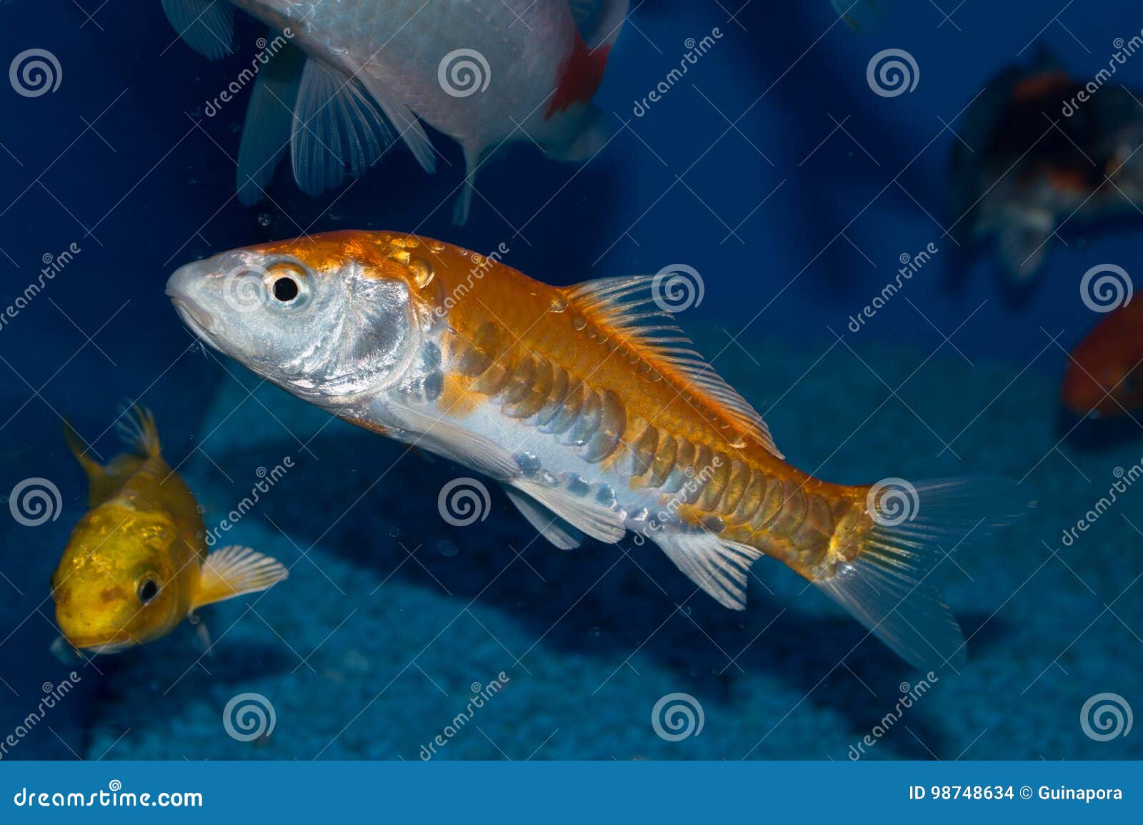 Gold and White Doitsu Japanese Koi Stock Photo - Image of line