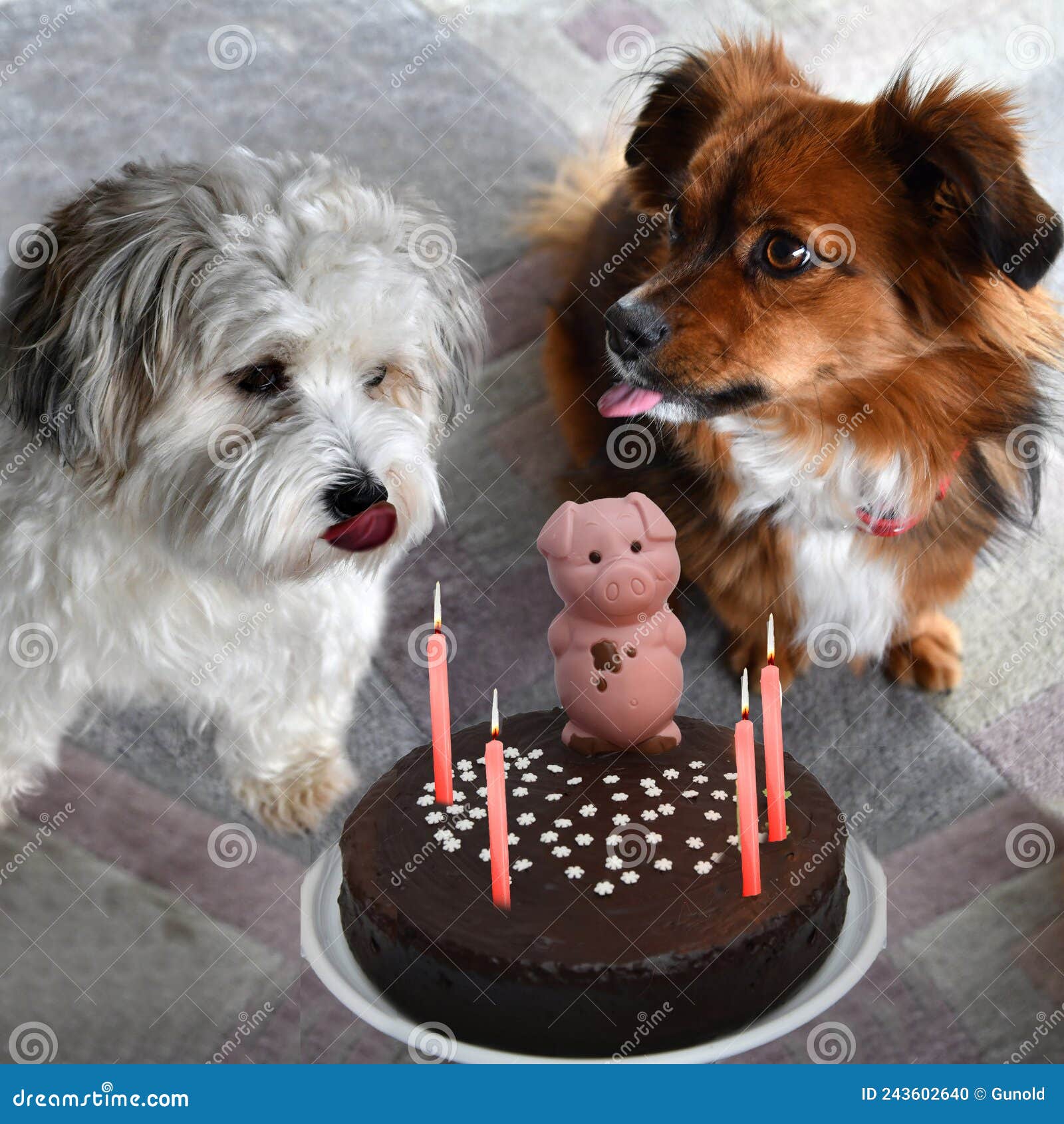 Puppy Cake, la torta per cani - Animalier