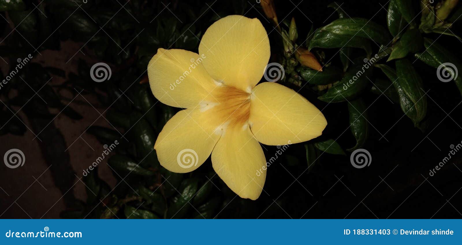 dolichandra unguis-cati || allamanda cathartica beautiful flower