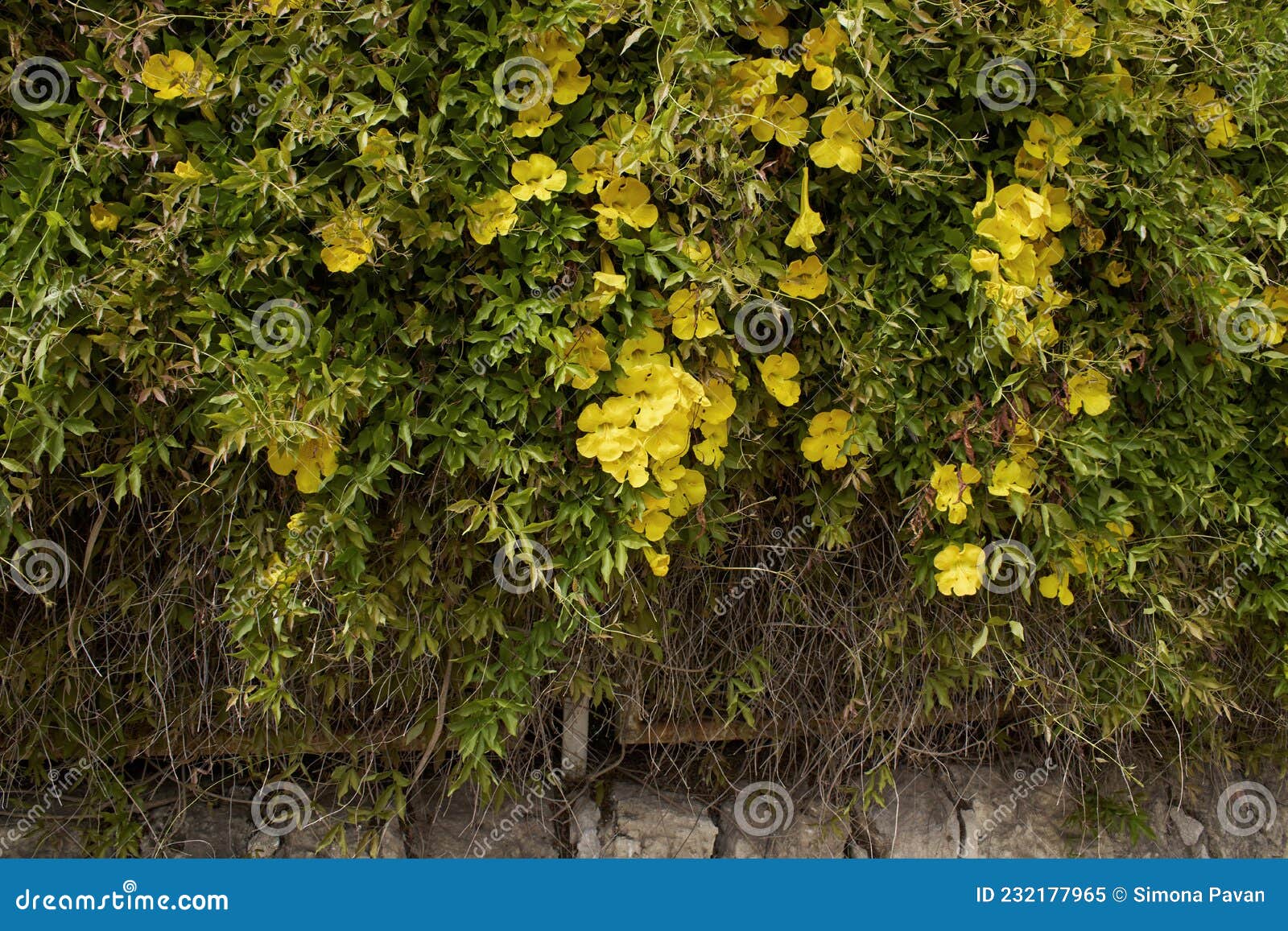 dolichandra unguis-cati yellow flowers