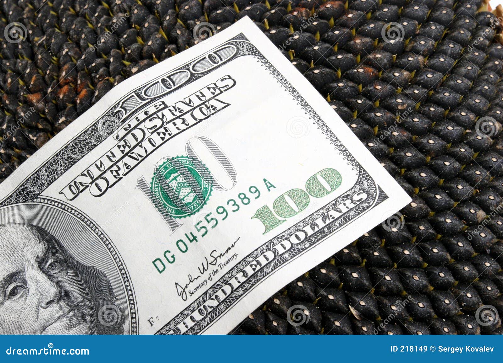 Dollar on Sunflower Seeds of a Sunflower Stock Image Image of interest, reward 218149