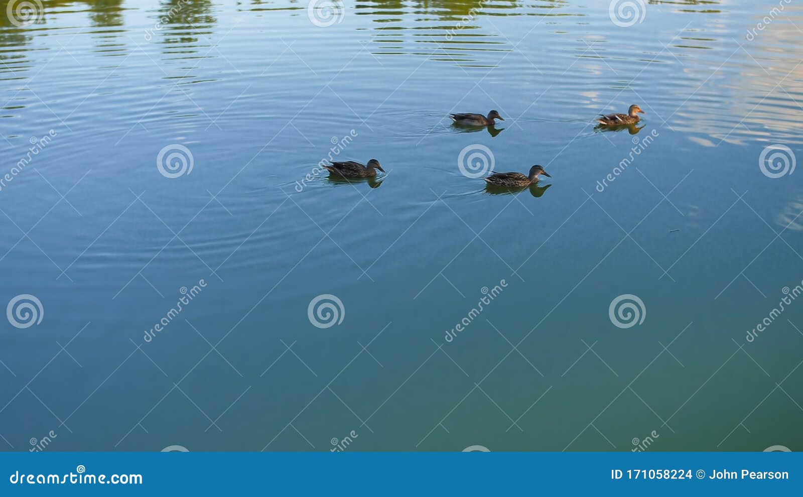 Dollard Des Ormeaux Park Centennial Lake Ducks. Dollard-Des-Ormeaux Park Centennial Lake Sunrise Beautiful Fall colors. Ducks