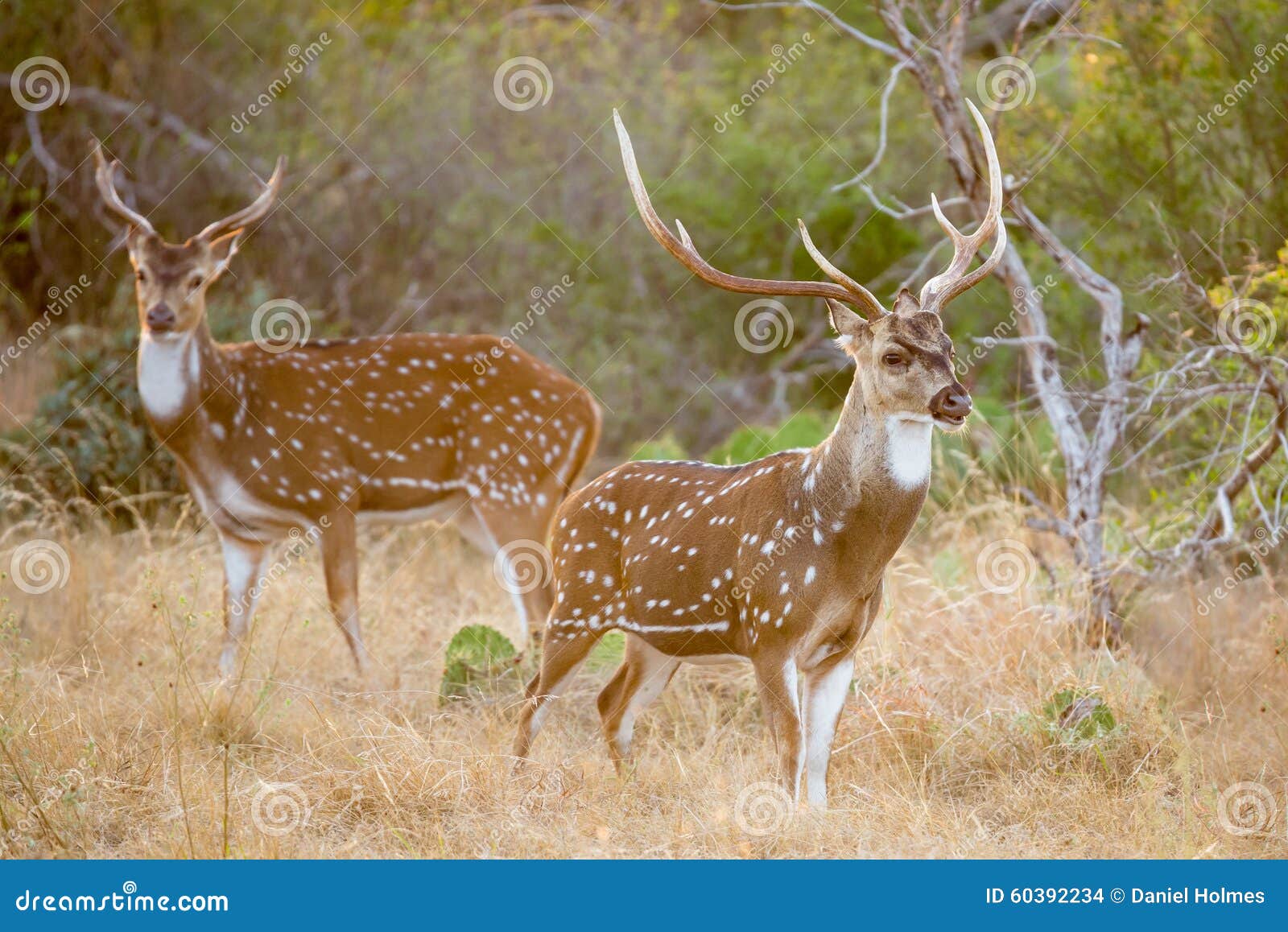 Dollaro dei cervi di asse. Texas Axis del sud selvaggio, Chital, o dollaro macchiato dei cervi