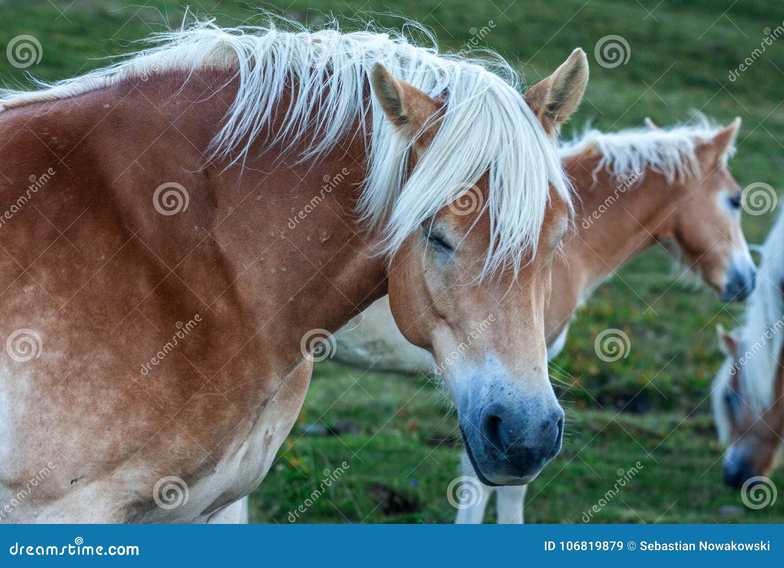 horses in the dolomities