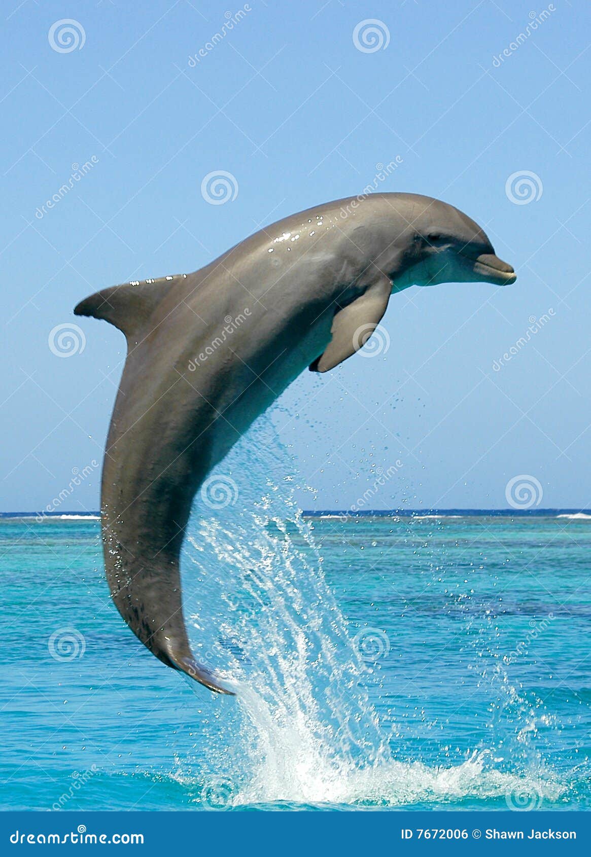 dolphin