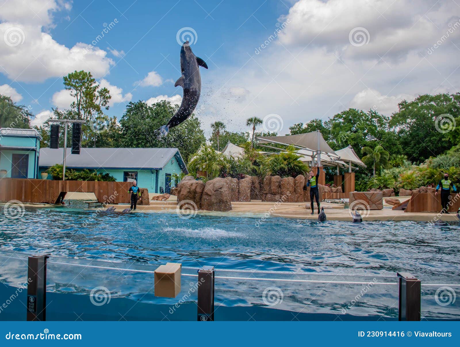 Dolphin Adventures Show at Seaworld 15 Editorial Photo - Image of ...