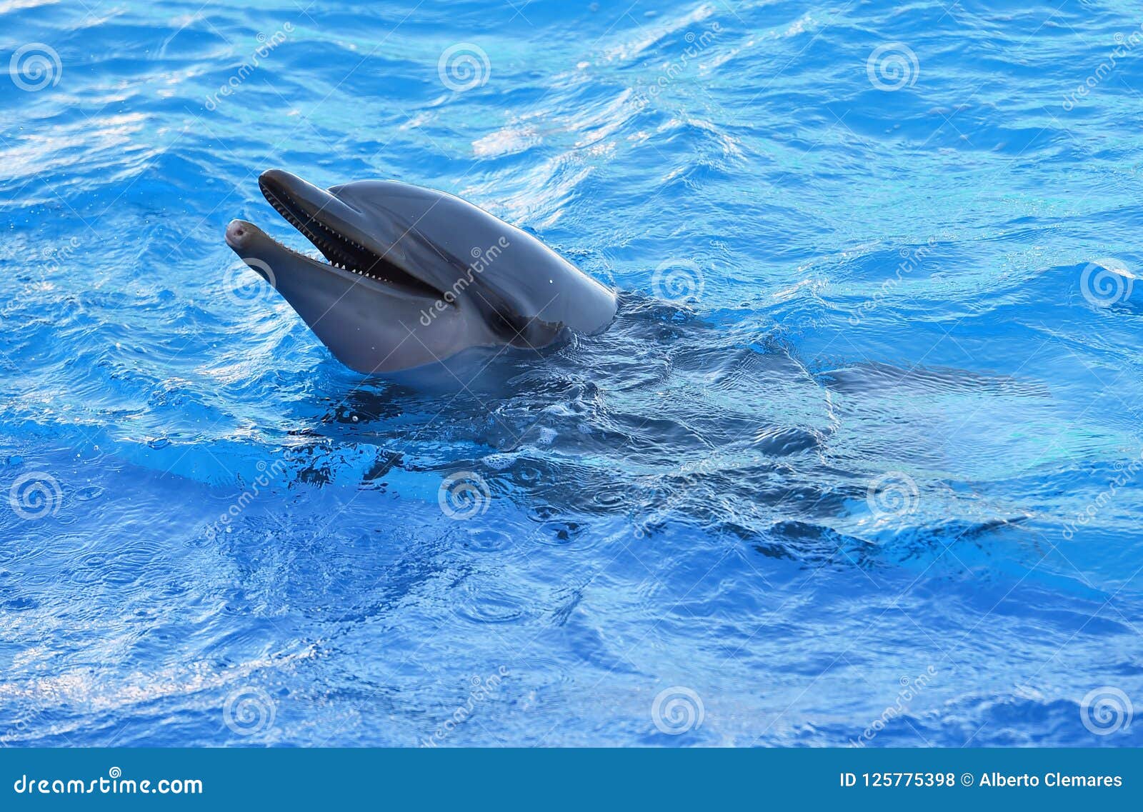 Dolphin in the aquarium stock photo. Image of fish, europe 125775398