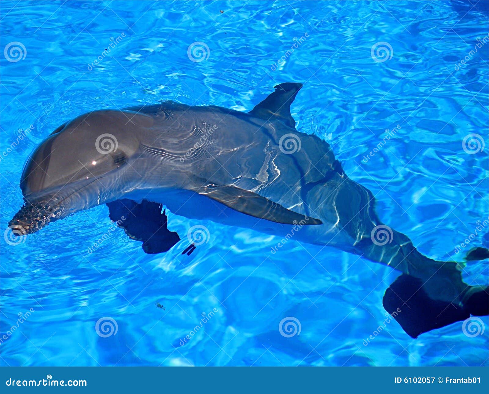 Dolphin Bathing In A Swimming Pool Picture. Image 6102057