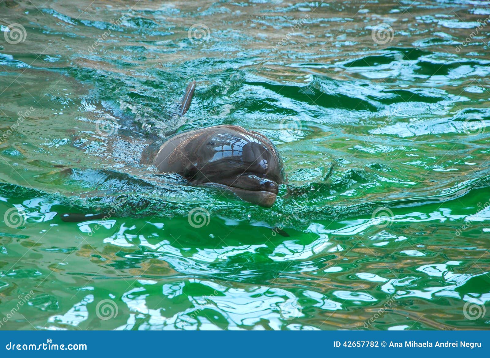 Dolphin stock photo. Image of constanta, beach, outdoor 42657782