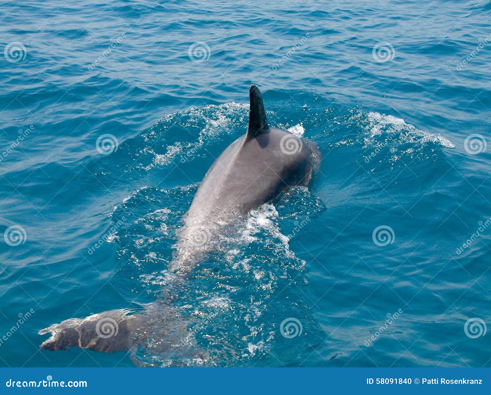 Dolphin stock photo. Image of grey, water, west, cerulean 58091840