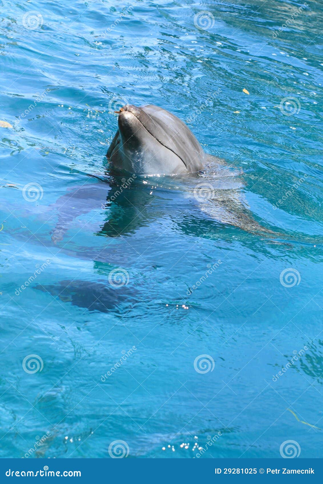 Dolphin cleaning water stock image. Image of ocean, clean 29281025