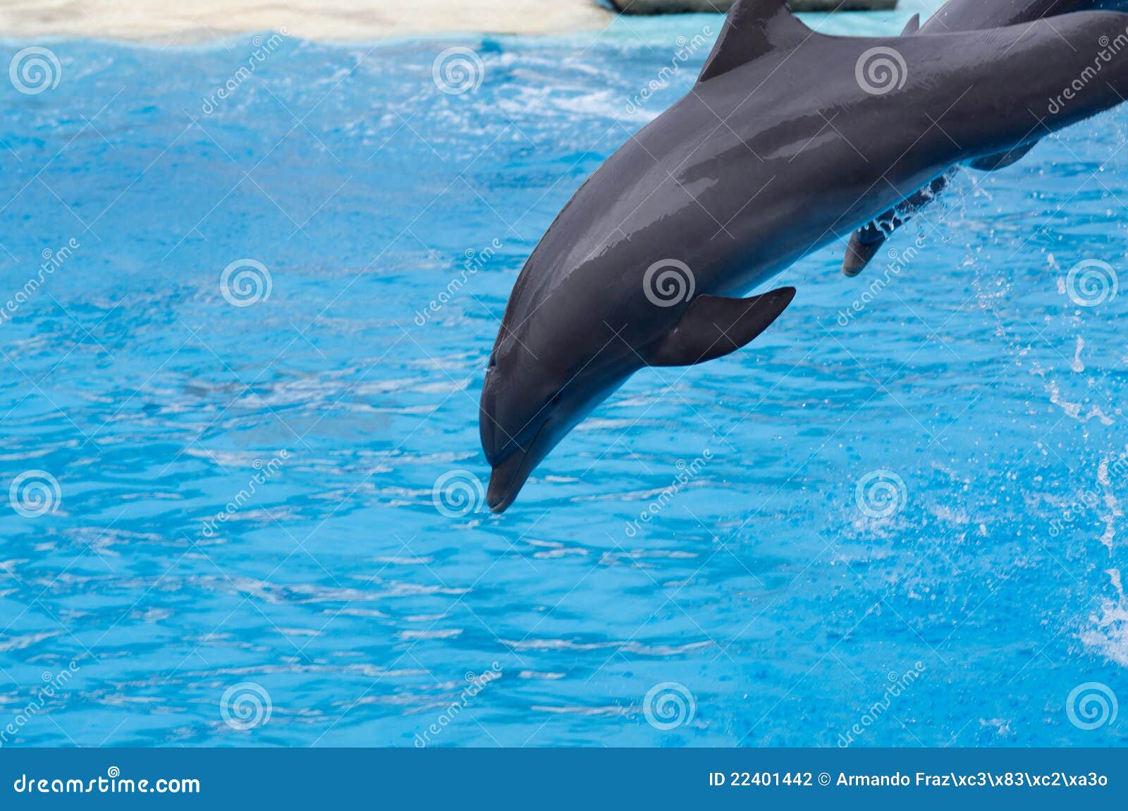 Dolphin dive stock photo. Image of animal, water, show - 22401442