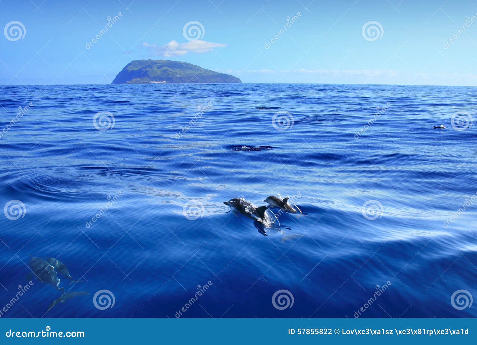 dolphin family corvo island azores
