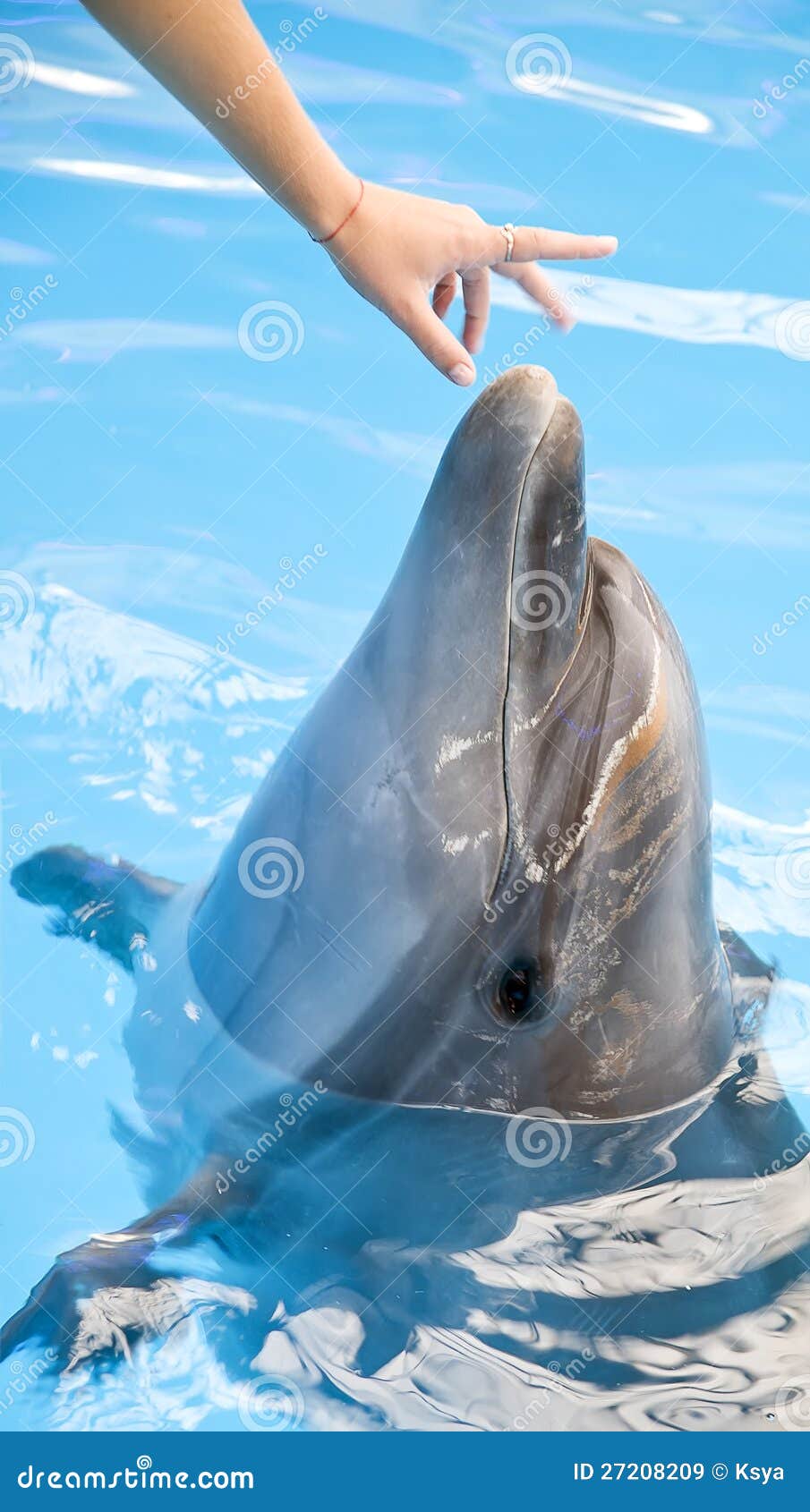The Dolphin Follows the Hand Stock Image Image of natural, mammal 27208209