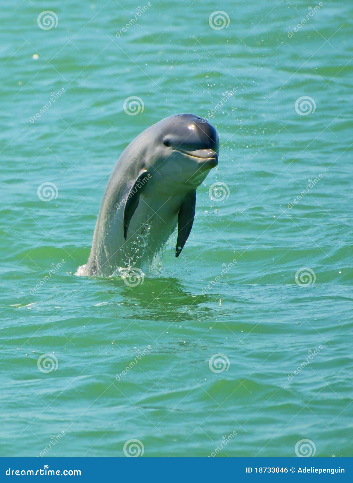 dolphin jumping, florida